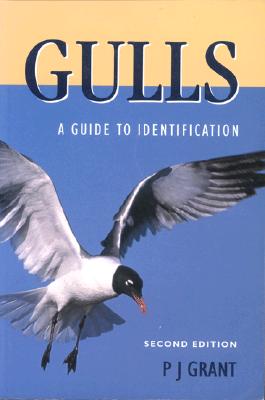 Gulls A Guide To Identification