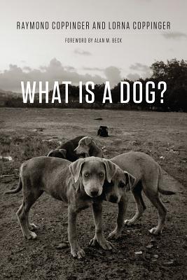 Image for What Is a Dog?