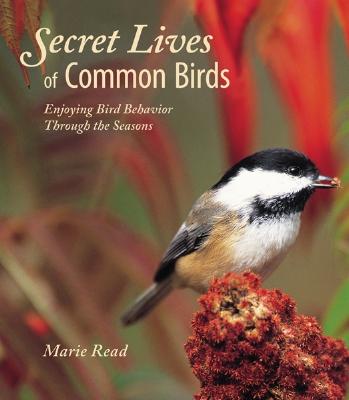 Secret Lives of Common Birds: Enjoying Bird Behavior Through the Seasons