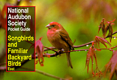 National Audubon Society Pocket Guide to Songbirds and Familiar Backyard Birds: Eastern Region (National Audubon Society Pocket Guides)