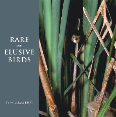 Image for Rare and Elusive Birds of North America
