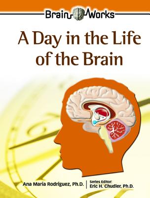 A Day in the Life of the Brain (Brain Works)
