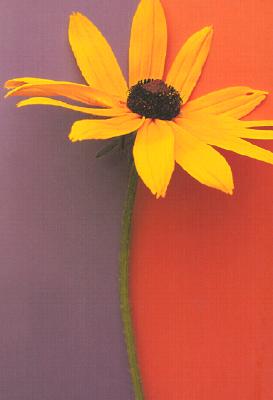 Flower Portraits Journal