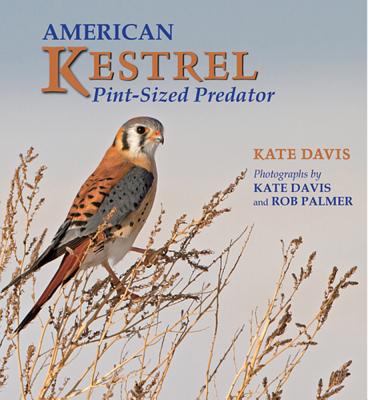 American Kestrel: Pint-Sized Predator