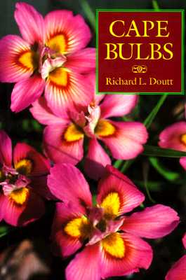 Cape Bulbs