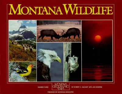 Montana Wildlife