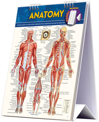Image for Anatomy (Quick Study Easel) Anatomy (Quick Study Easel)