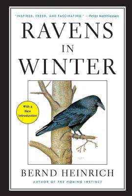 Image for Ravens in Winter