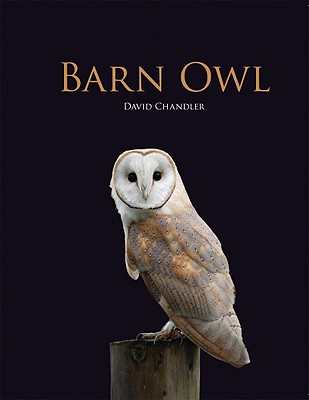Barn Owl