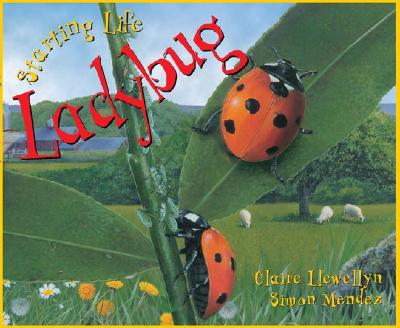 Image for Starting Life: Ladybug Starting Life: Ladybug