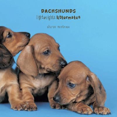 Image for Dachshunds: Lightweights Littermates