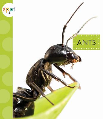 Image for Ants (Spot)