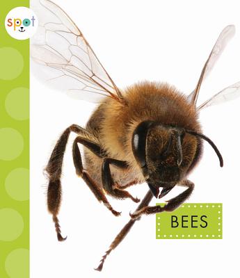 Bees (Spot) Image for Bees (Spot)
