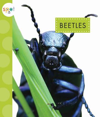 Beetles (Spot) Image for Beetles (Spot)