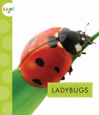 Ladybugs (Spot) Image for Ladybugs (Spot)