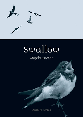 Swallow (Animal)