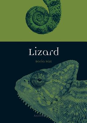 Lizard (Animal)