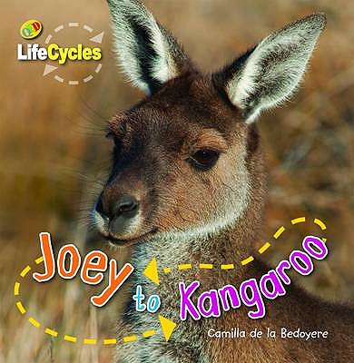 Lifecycles: Joey to Kangaroo