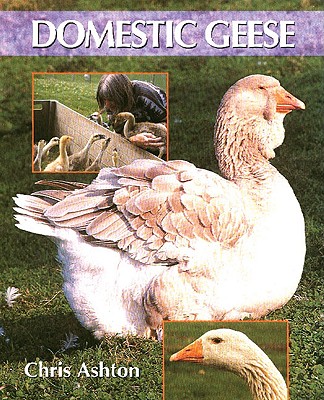 Domestic Geese