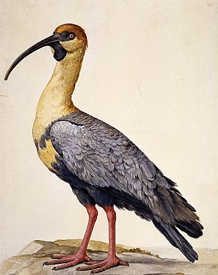 The Malaspina Expedition: A Political-Scientific Journey Around the World, 1789-1794 (Arte y Fotografa)